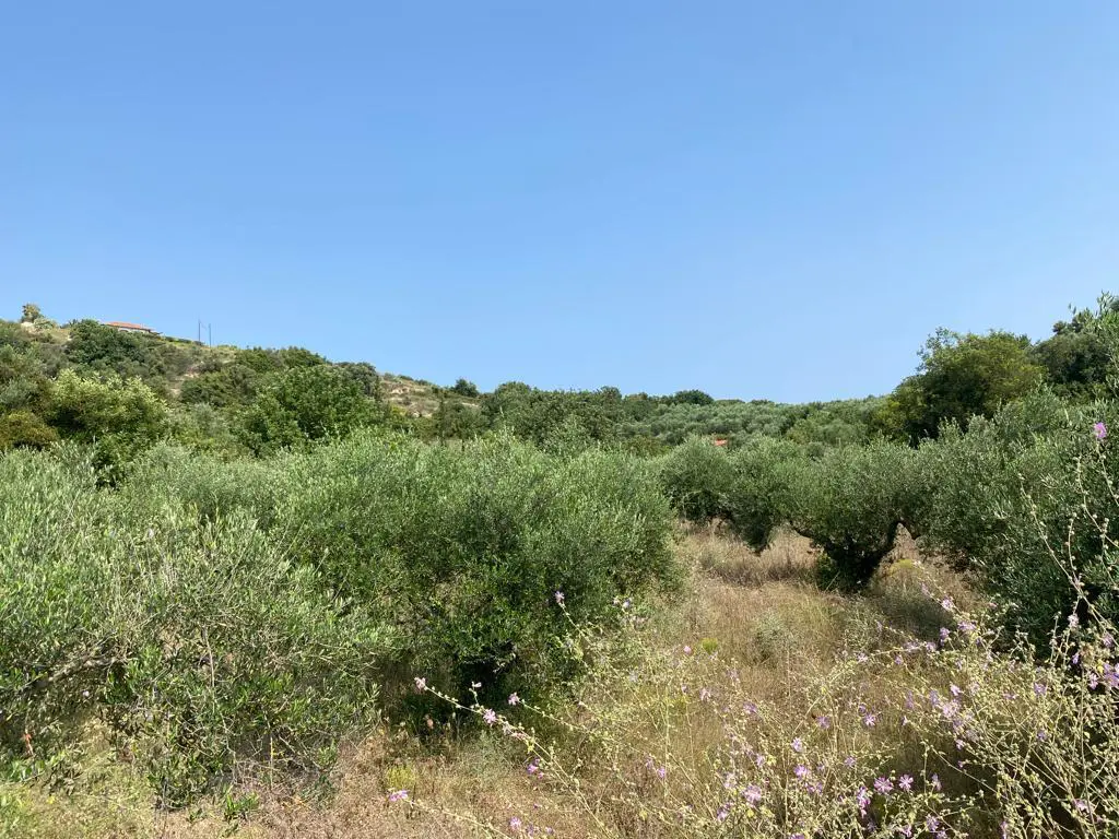 Land Of 3092 M² In Crete