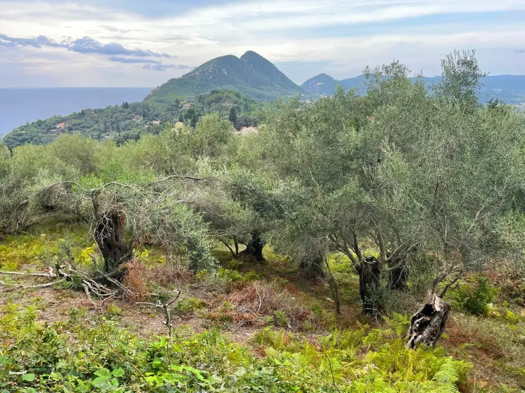 For Sale Land 1202 M² In Corfu