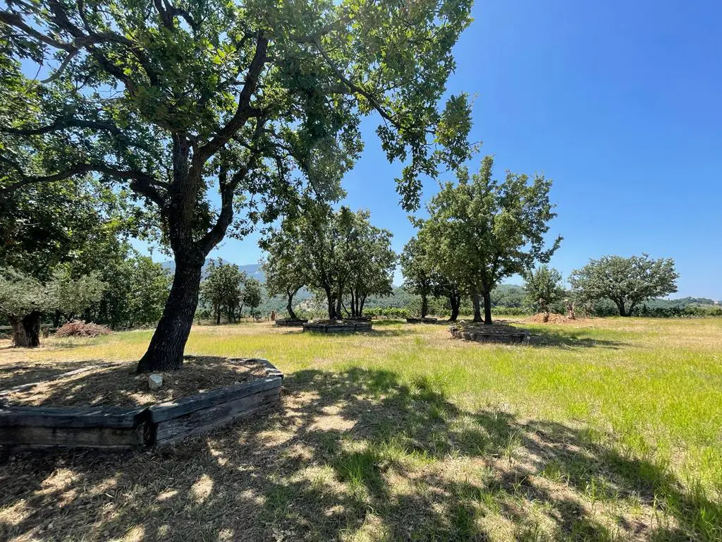 Land Of 26159 M² In Corfu