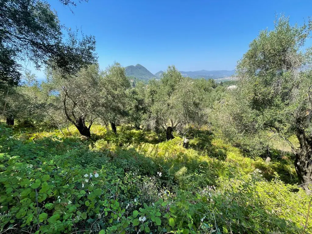 For Sale Land 1202 M² In Corfu