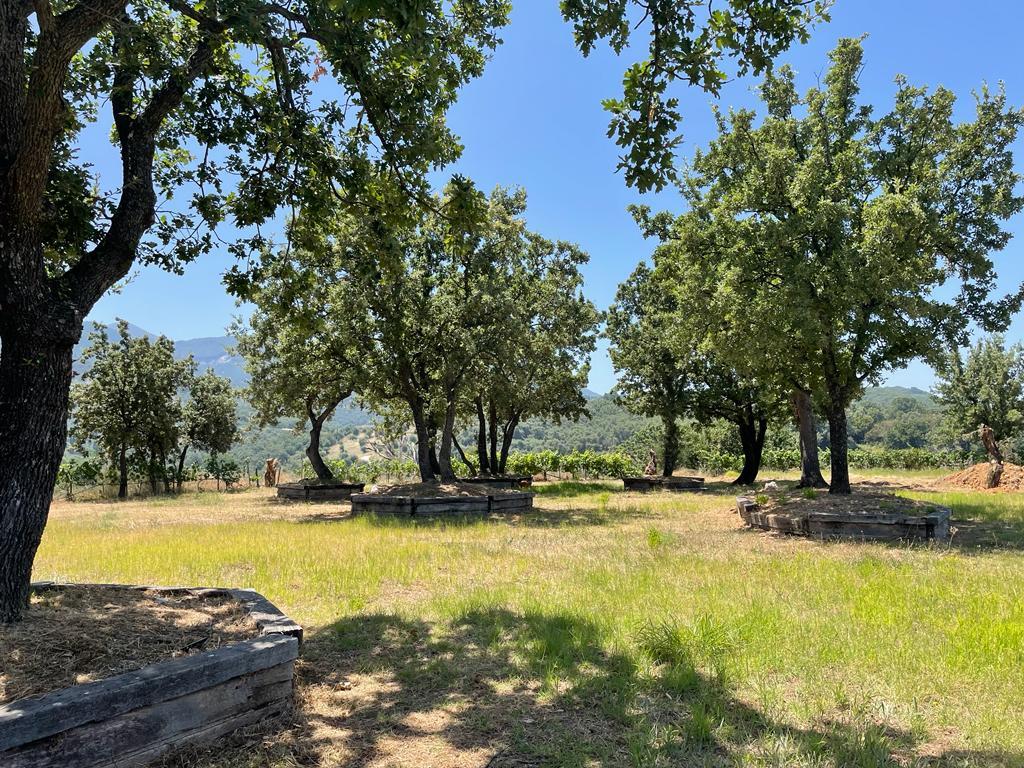 Land Of 26159 M² In Corfu