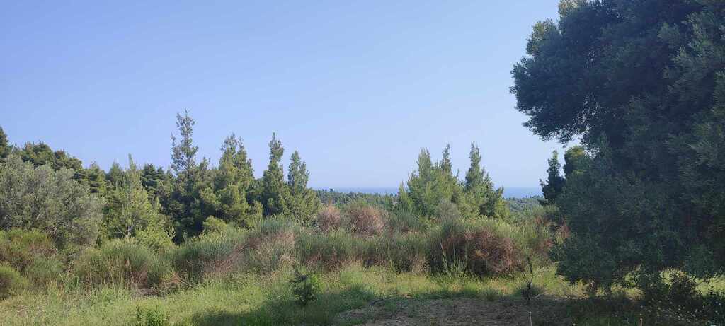 Land Of 6150 M² In Kassandra, Chalkidiki