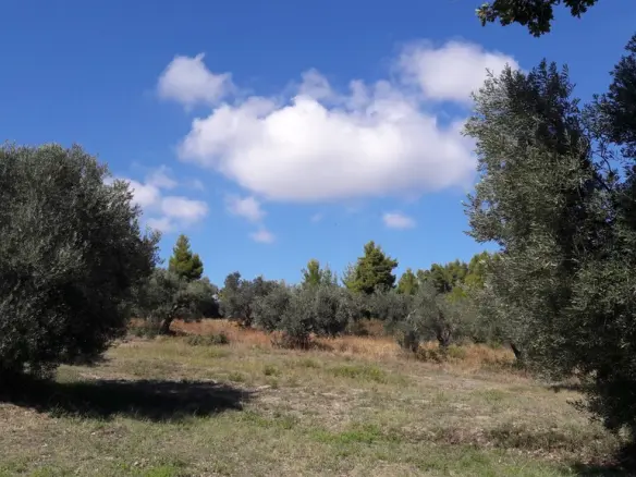 Land In Kassandra, Greece