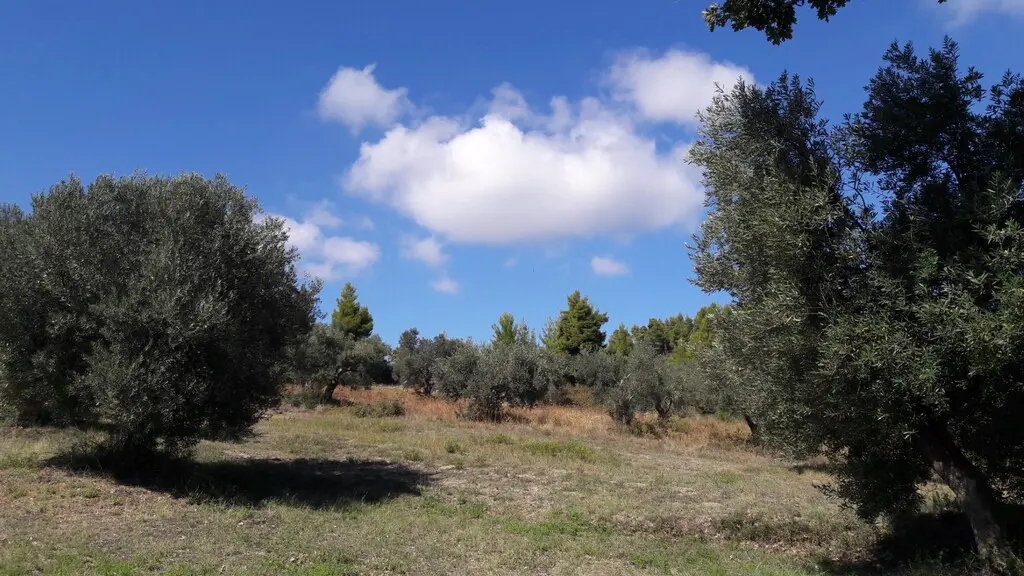 Land Of 6150 M² In Kassandra, Chalkidiki