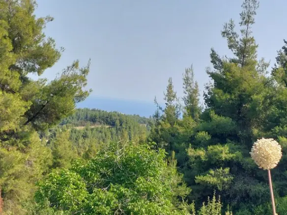 Land Of 6150 M² In Kassandra, Chalkidiki