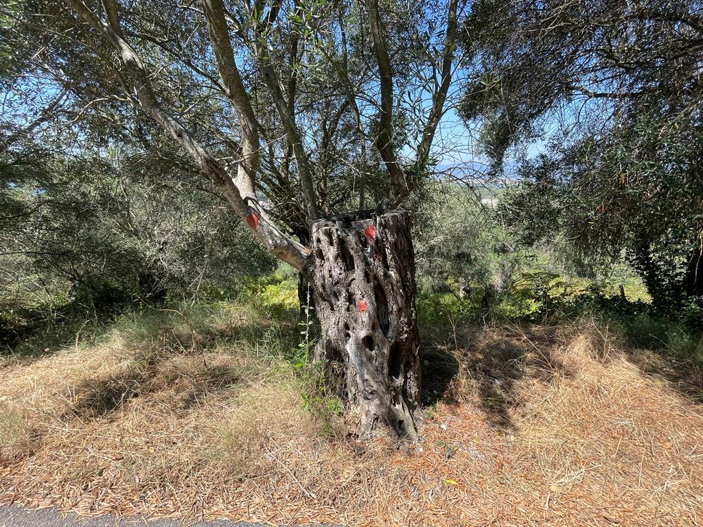 For Sale Land 1202 M² In Corfu