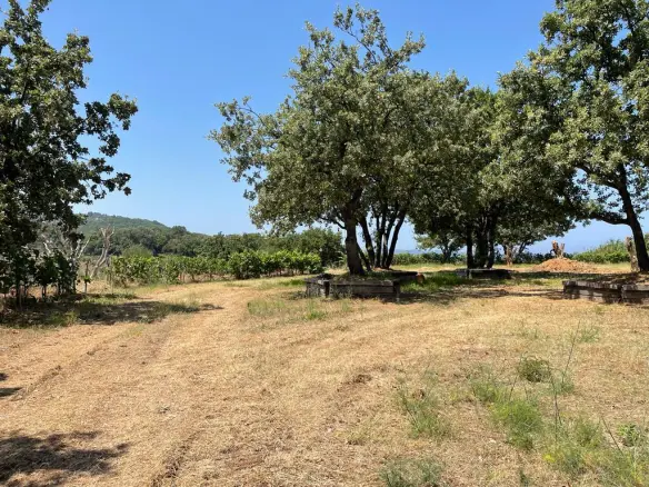 Land In Corfu, Greece