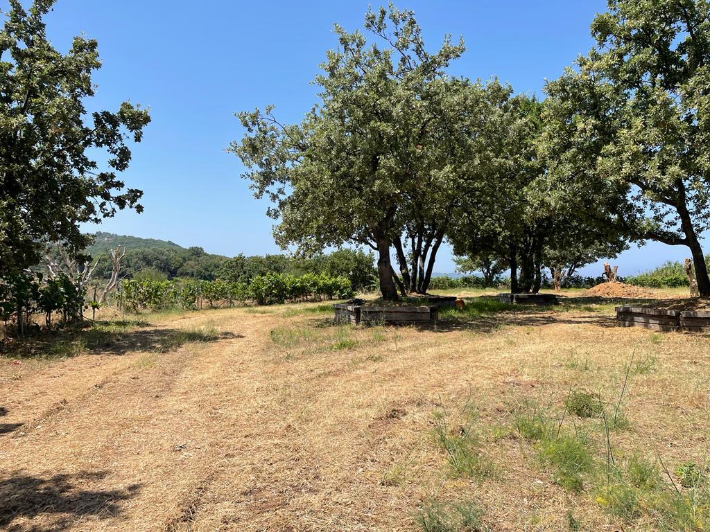 Land Of 26159 M² In Corfu