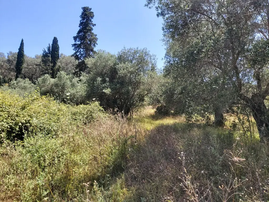 Land Of 4800 M² In Corfu