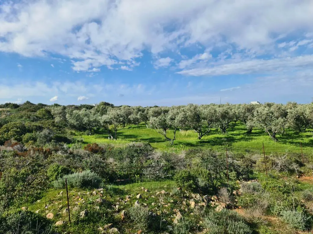 Land Of 8131 M² In Crete