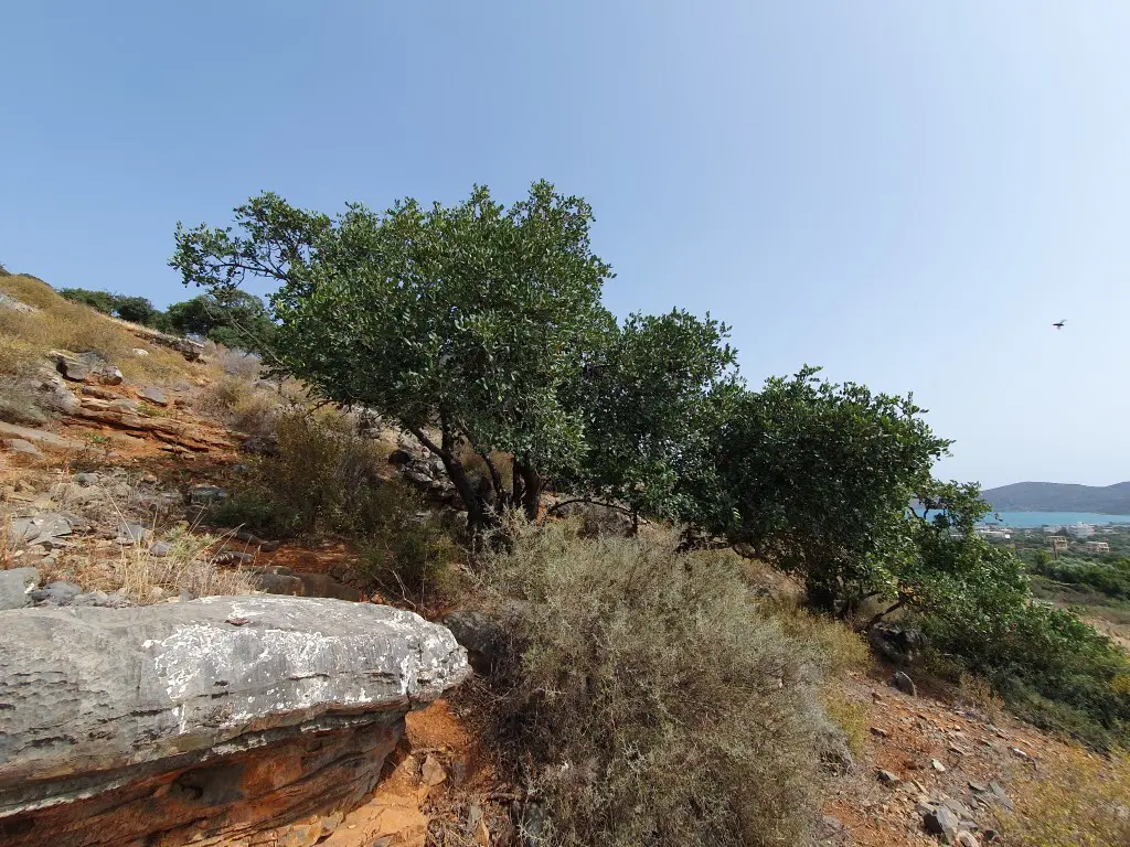 Land Of 5834 M² In Crete