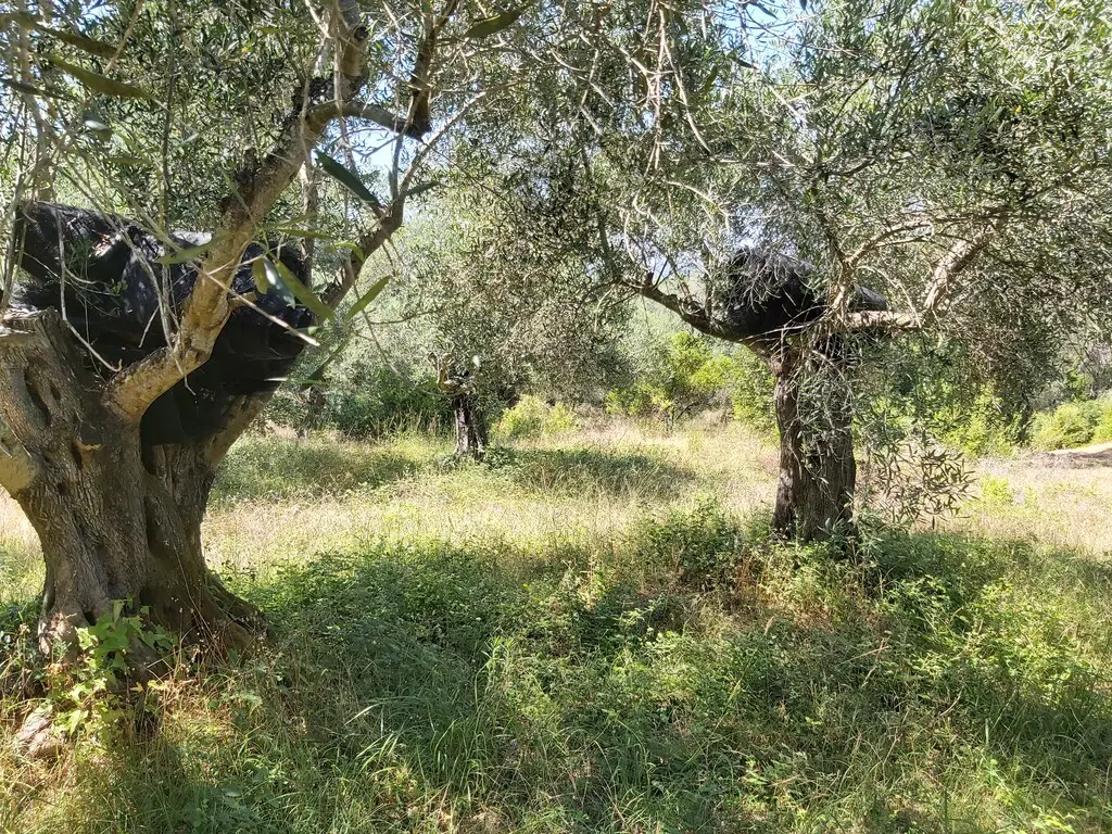 Land Of 4800 M² In Corfu