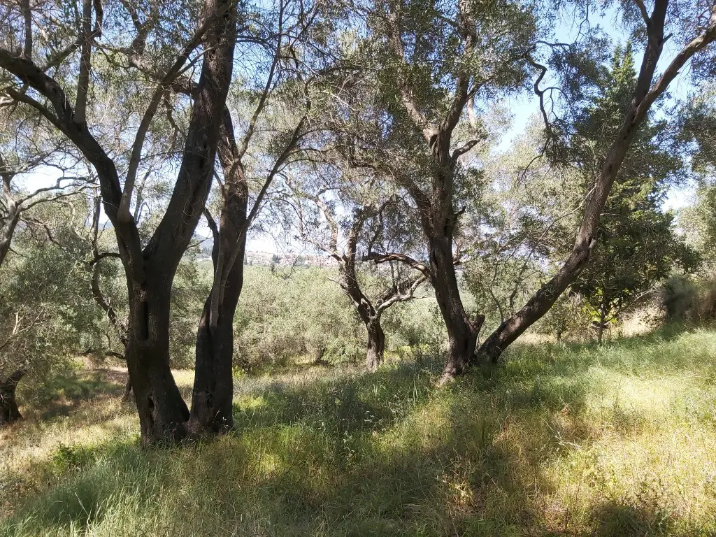Land Of 4800 M² In Corfu