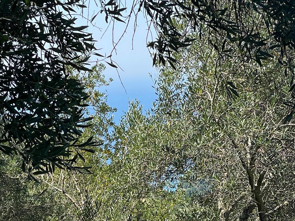 For Sale Land 1202 M² In Corfu