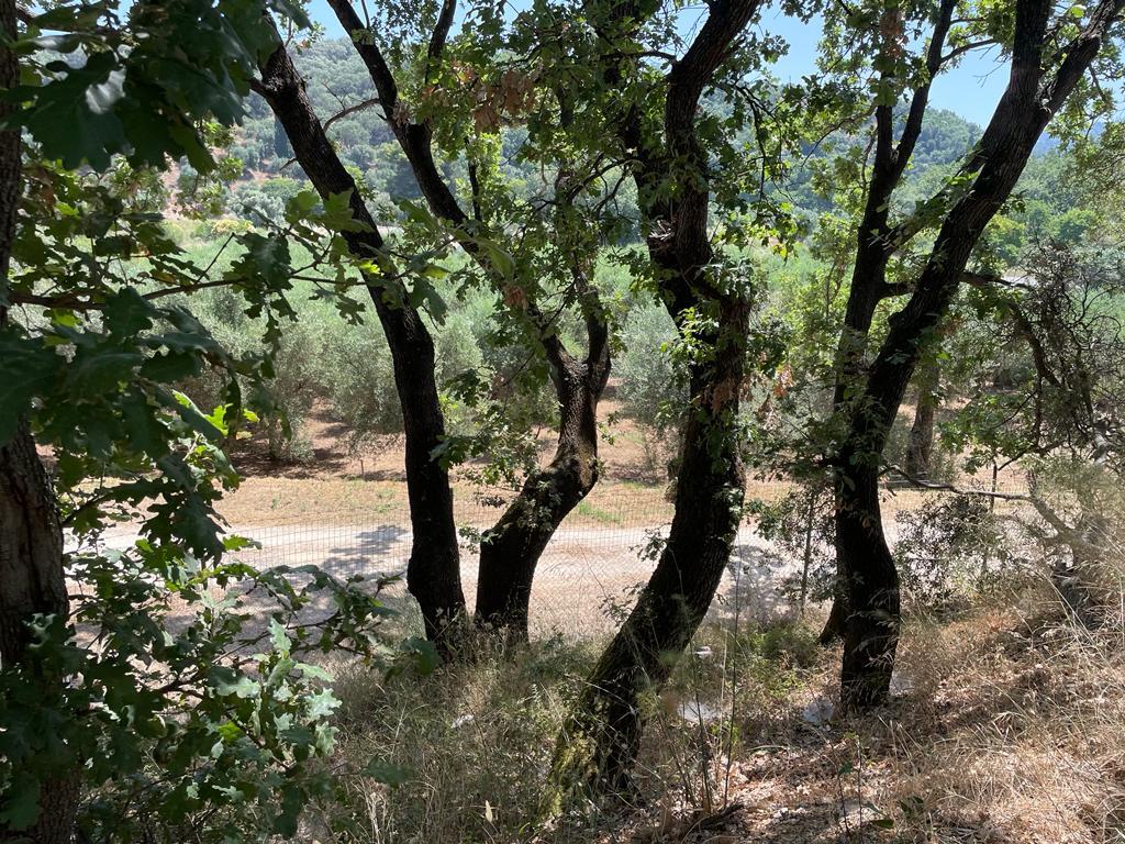 Land Of 26159 M² In Corfu