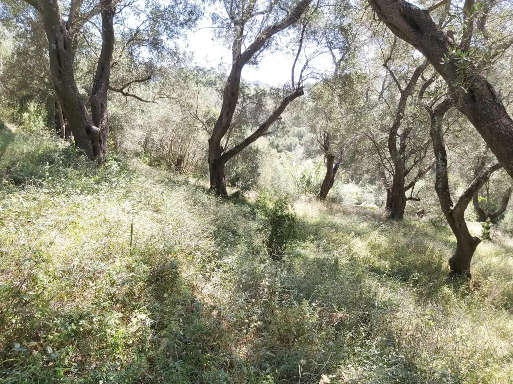 Land Of 4800 M² In Corfu