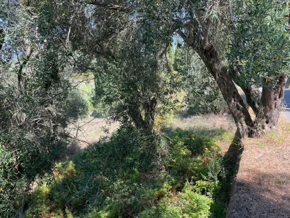 Land In Corfu, Greece