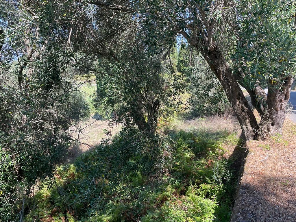 For Sale Land 1202 M² In Corfu
