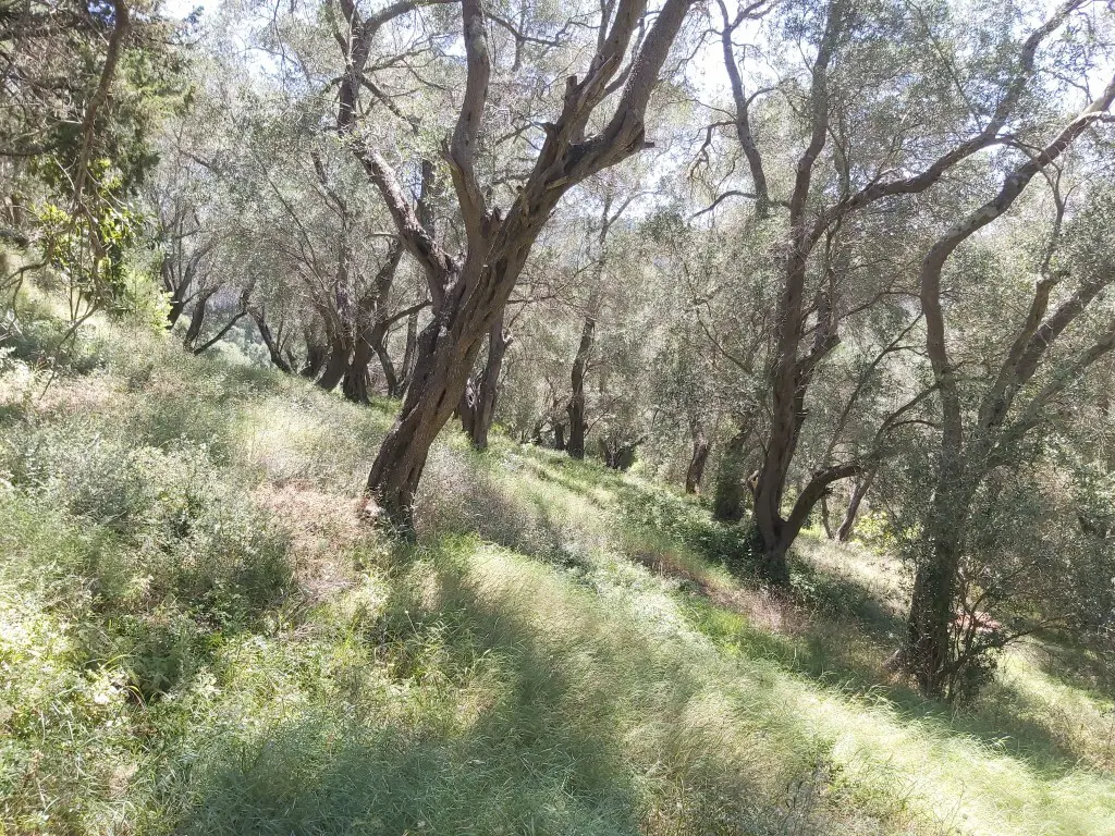 Land Of 4800 M² In Corfu