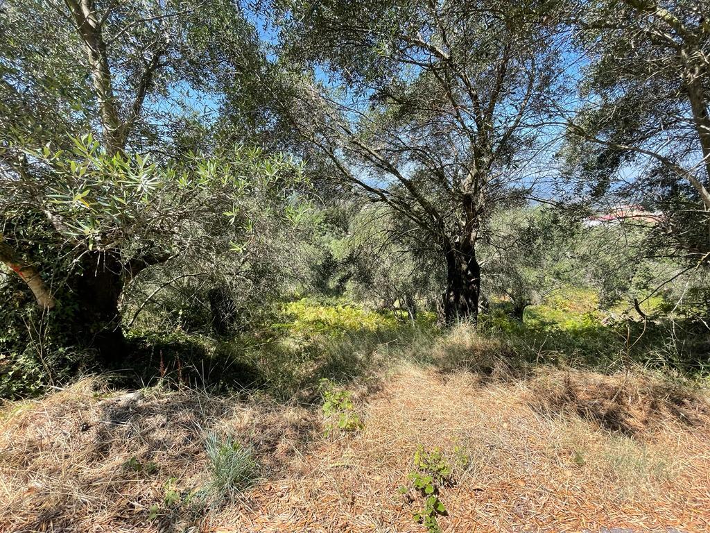 For Sale Land 1202 M² In Corfu