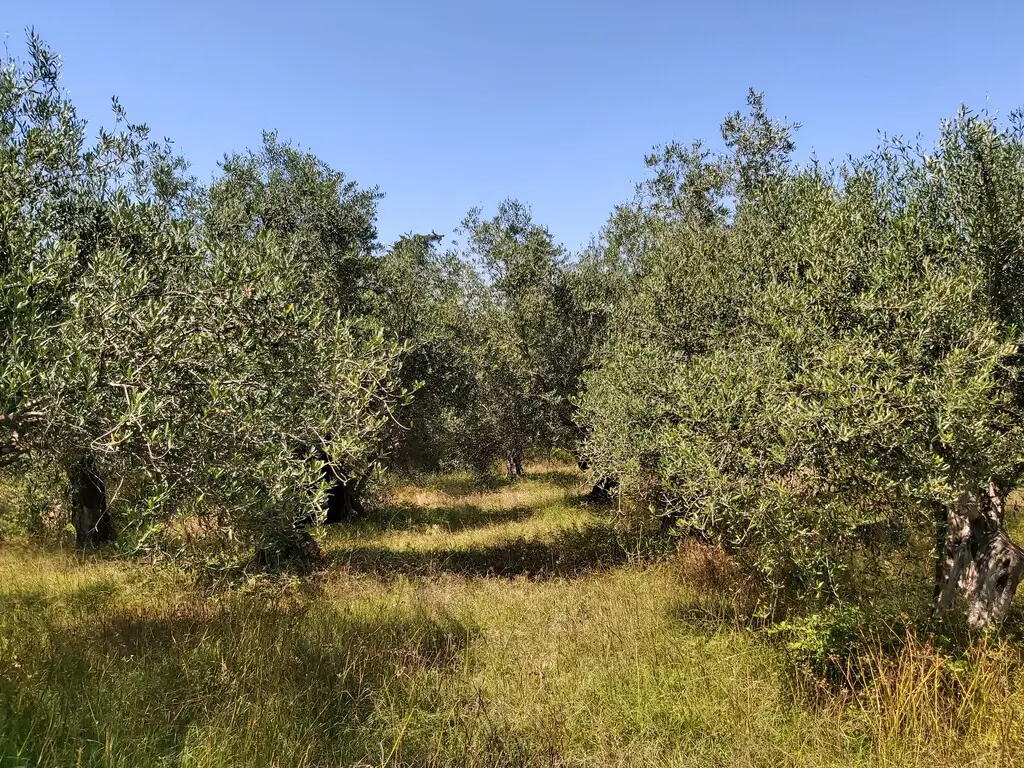 Land Of 4800 M² In Corfu