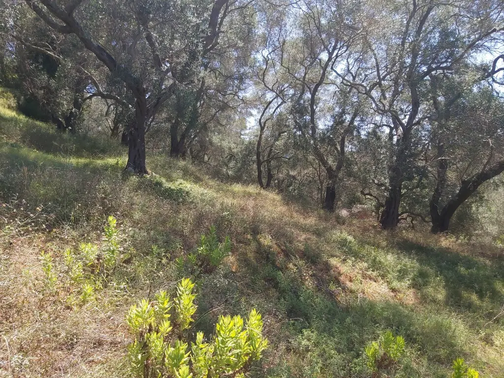 Land Of 4800 M² In Corfu
