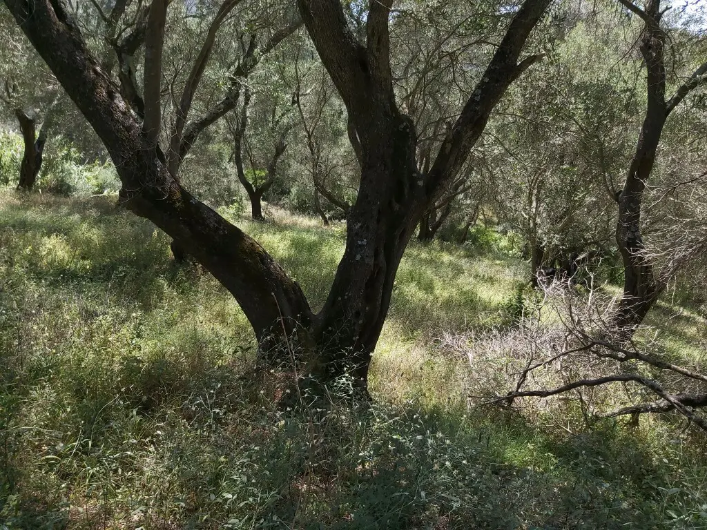 Land Of 4800 M² In Corfu