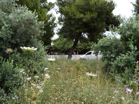 Land In Chania, Greece