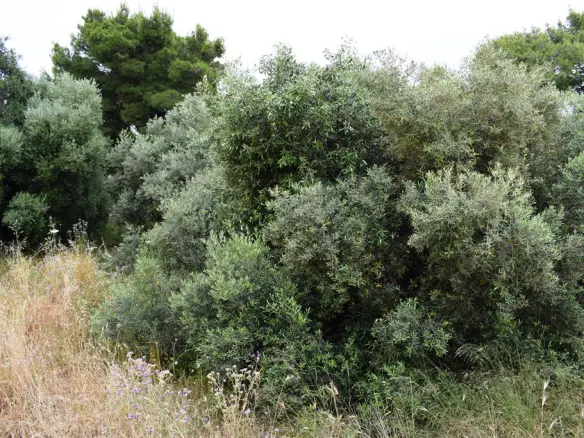 Land In Chania, Greece