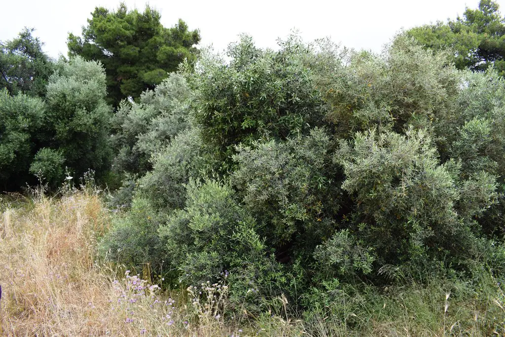 Land Of 392 M² In Crete