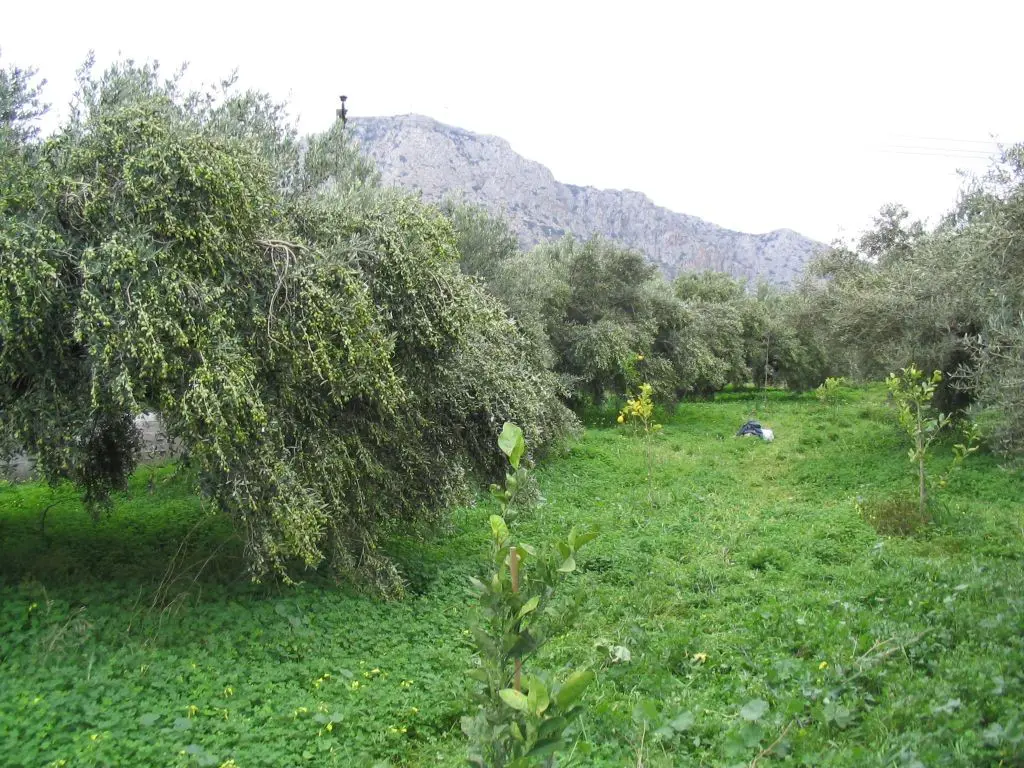 Business Of 579 M² In Crete