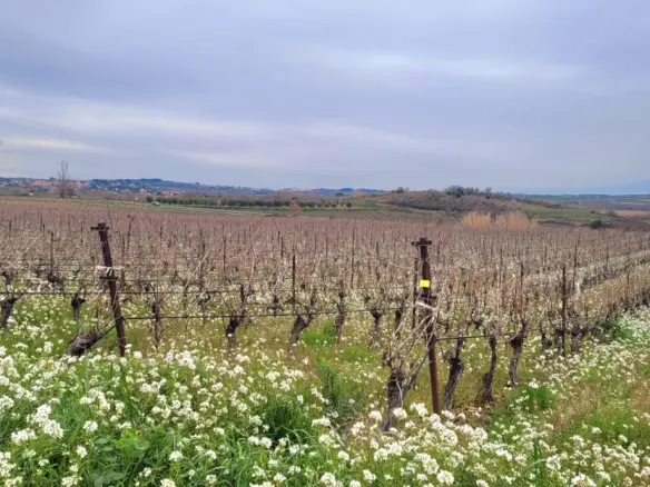 Other Of 0 M² In Magalas, France