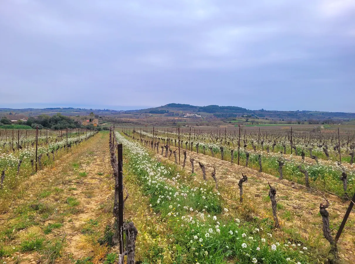 Land In Magalas, France (106.004 M² Plot)