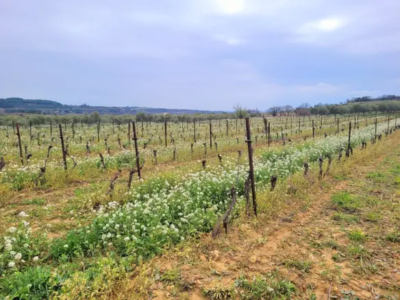 Land In Magalas, France (106.004 M² Plot)