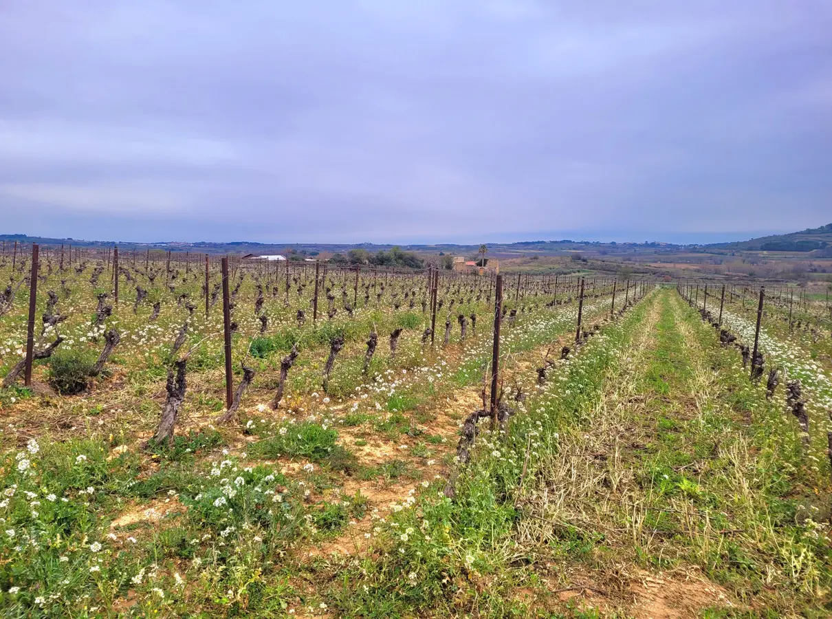 Land In Magalas, France (106.004 M² Plot)