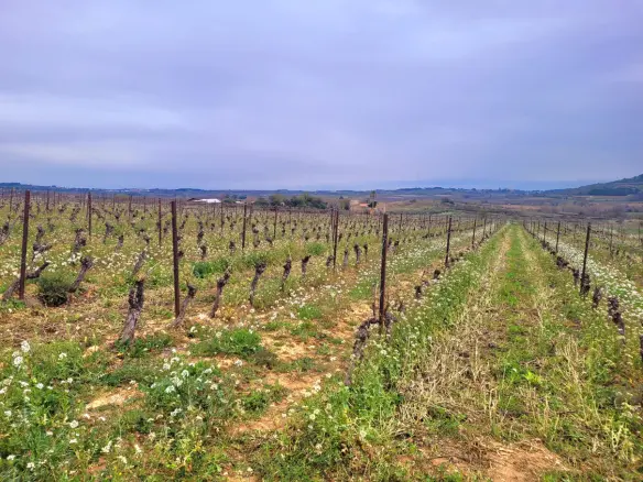 Land In Magalas, France (106.004 M² Plot)