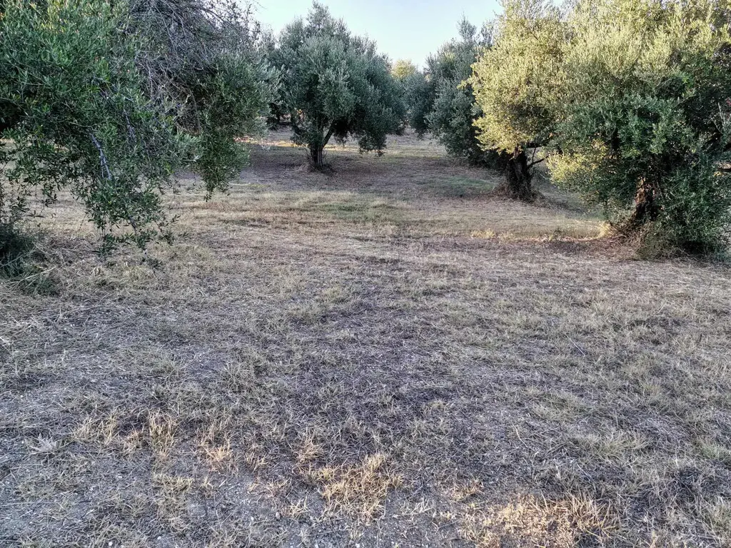 Land Of 6253 M² In Peloponnese