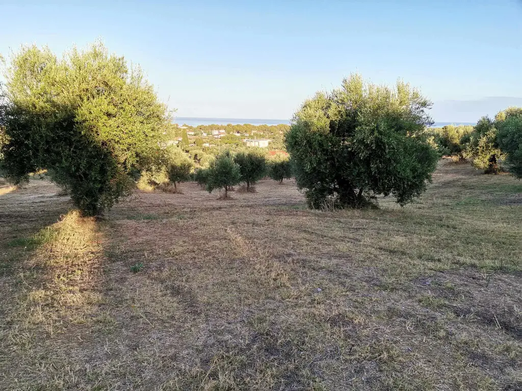 Land Of 6253 M² In Peloponnese