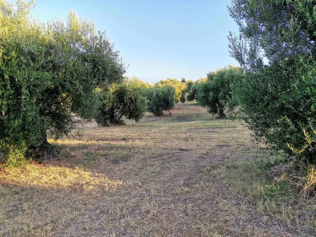 Land Of 6253 M² In Peloponnese