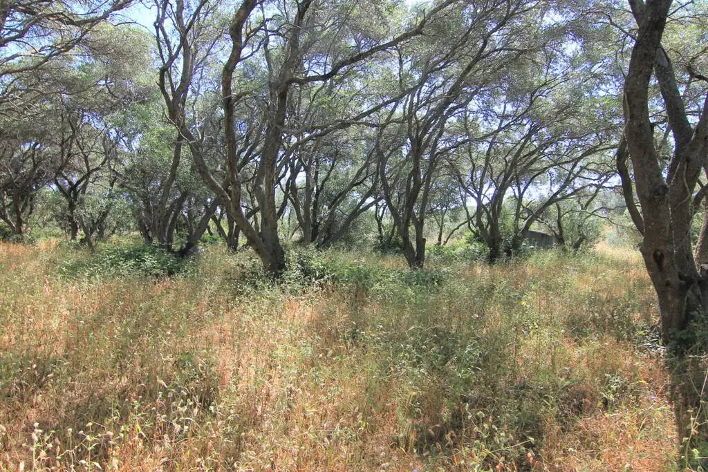 Land Of 5000 M² In Corfu