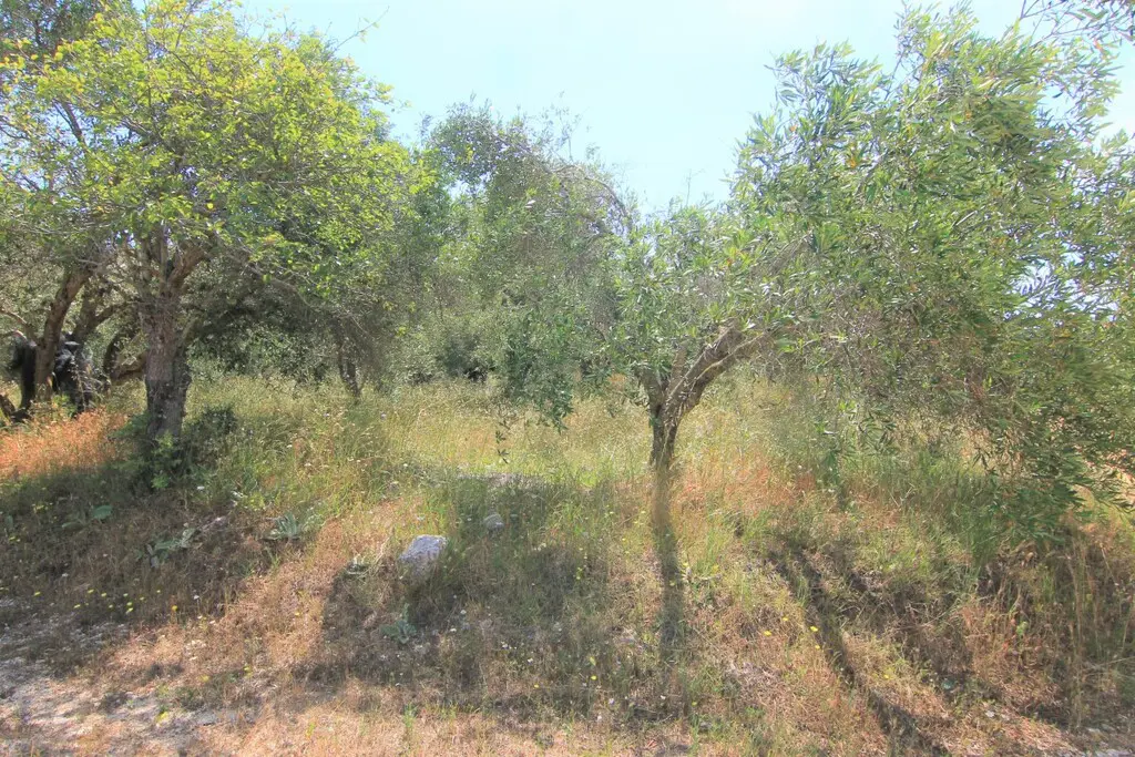 Land Of 5000 M² In Corfu