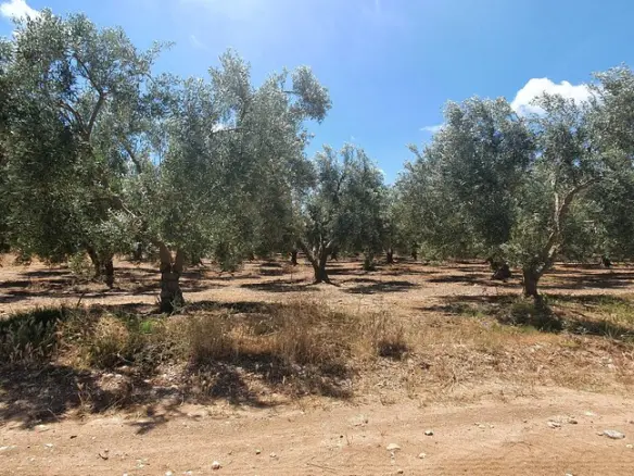 Land Of 18000 M² In Chalkidiki