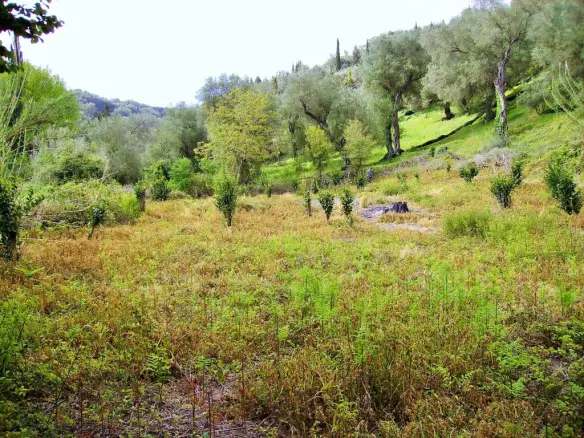 Land Of 14460 M² In Corfu