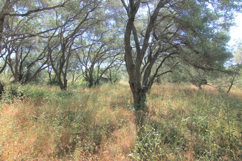 Land Of 5000 M² In Corfu
