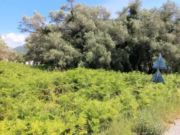 Land Of 2000 M² In Corfu