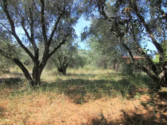 Land Of 5000 M² In Corfu