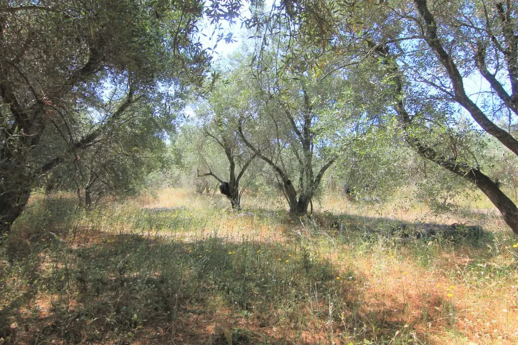 Land Of 5000 M² In Corfu