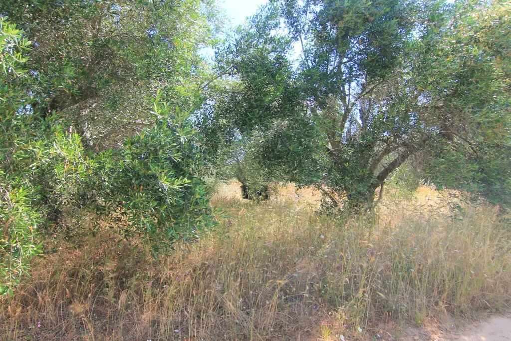 Land Of 5000 M² In Corfu