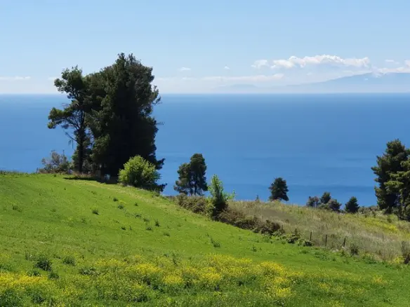 Land In Kassandra, Greece