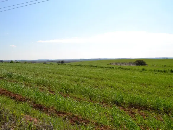 Land In Kassandra, Greece